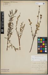 Foto von Salix repens subsp. rosmarinifolia (L.) Andersson